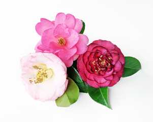 White, pink, and red Camellia flower bouquet isolated on white background