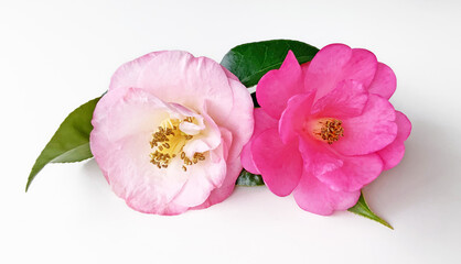 Obraz na płótnie Canvas Pink Camellia flowers isolated on white background