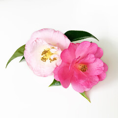 Fototapeta premium Pink Camellia flowers isolated on white background