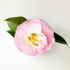 White and pink Camellia flower isolated on white background
