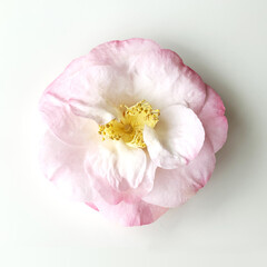 White and pink Camellia flower isolated on white background