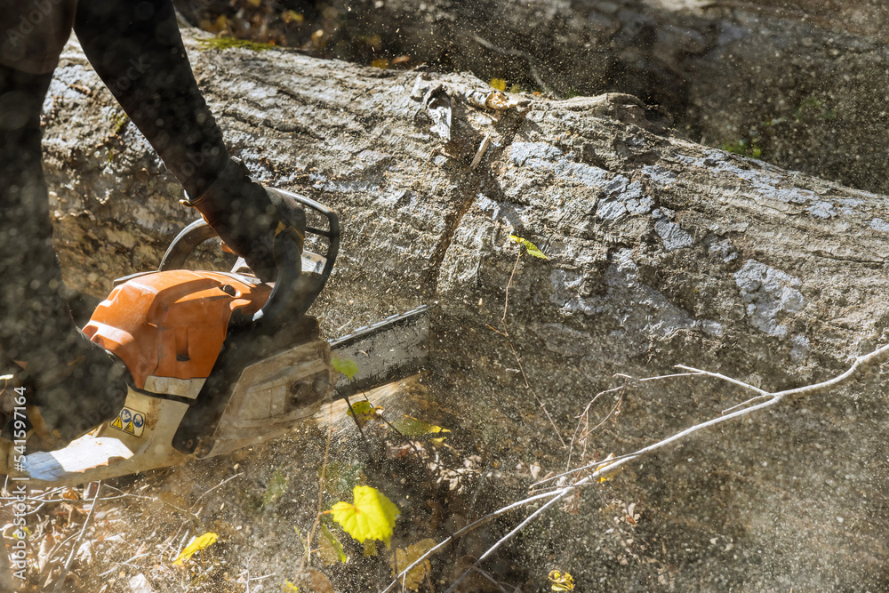 Sticker following a violent storm, a municipal worker cuts down a broken tree in forest