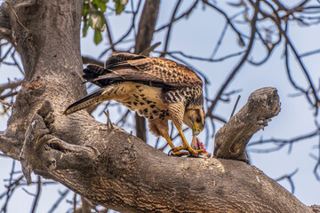 Harris's hawk is breaking down its prey