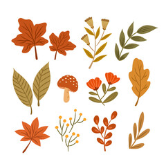 hand drawn autumn leaves collection