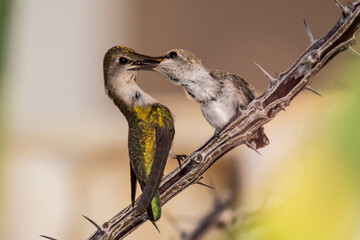 Alimentando al pequeño colibrí 3.
