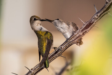 Alimentando al pequeño colibrí 2. - obrazy, fototapety, plakaty