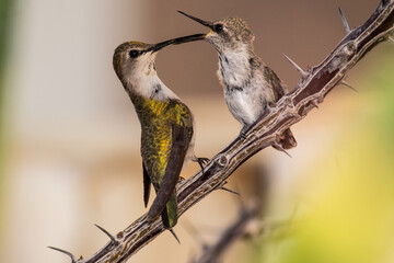 Alimentando al pequeño colibrí