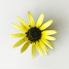 Small yellow daisy flower (Asteraceae) isolated on plain background