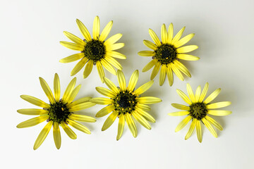 Five small yellow daisy flowers (Asteraceae) isolated on plain background