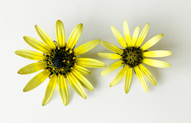 Two small yellow daisy flowers (Asteraceae) isolated on plain background