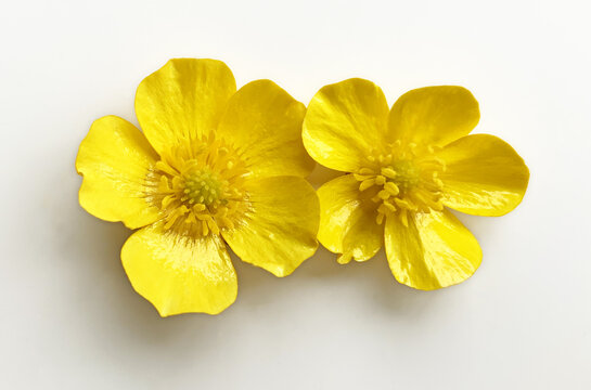 Yellow Buttercup flowers (Spearwort / Ranunculus Flammula) isolated on white background