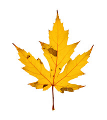 Single yellow colored backlit maple leaf in autumn color with patches of decay. On a transparent background.
