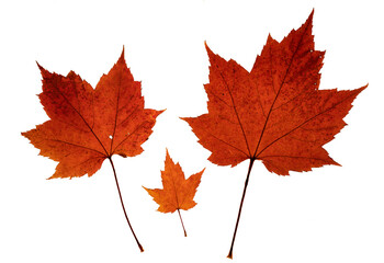 Three bright red colored maple leaves in three sizes to imitate a family with mother father and child. Backlit on a transparent background.
