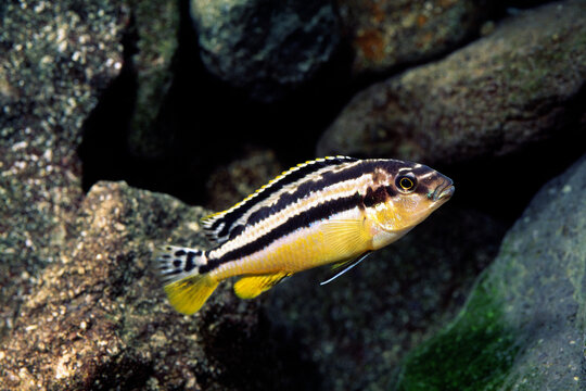 イエローストライプシクリッド　アフリカンシクリッド