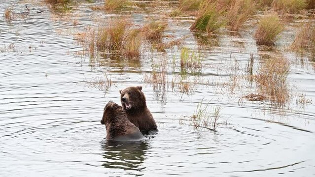 Two brown bears play fighting in the Brooks River oxbow marsh, Katmai National Park, Alaska
