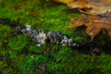 Green moss surraunded small group of tiny mashrooms sprout on bark.