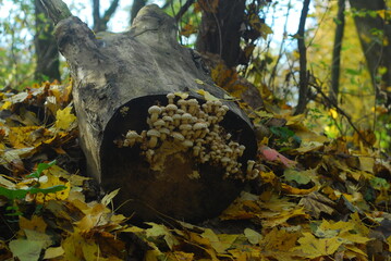  Mashrooms growing on cross section of the tree in the woods