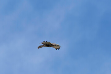 Common buzzard flying in blue sky