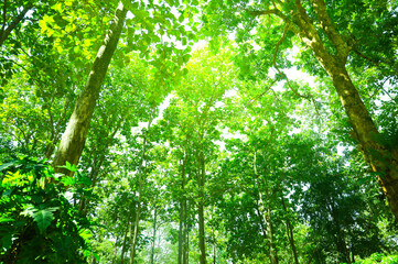 Green forest landscape at sunrise.