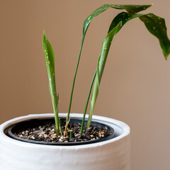 Close up of a variegated Aspidistra elatior &lsquo;Milky Way&rsquo; with new leaves unfurling.