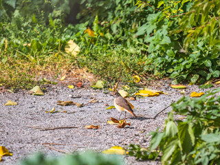 The common redstart, Phoenicurus phoenicurus, is sitting on a ground against a blurred background.