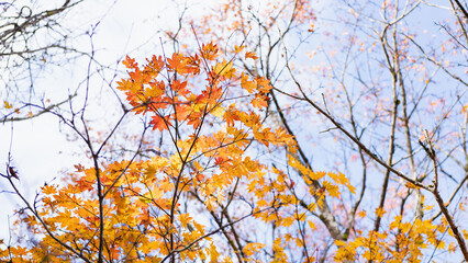 日本の秋の山で見られる紅葉した落ち葉