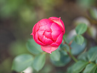 Close-up of a pink rose on green background