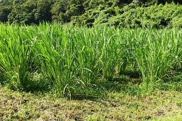 Zizania latifolia ( Manchurian wild rice ) harvesting.
Cultivated in paddy fields and harvested in autumn. The part where the new sprouts at the base of the stem are enlarged is edible.