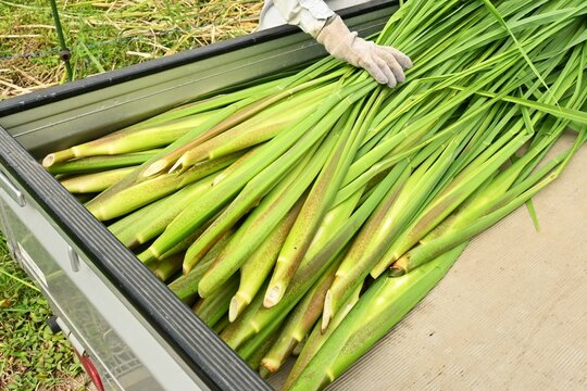 Zizania latifolia ( Manchurian wild rice ) harvesting.
Cultivated in paddy fields and harvested in autumn. The part where the new sprouts at the base of the stem are enlarged is edible.