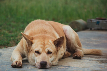 A brown dog bored, sleeps on a cement floor with Green Background.