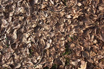 Fallen autumn leaves brown dry leaves are perfect for the background