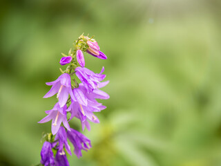 Campanula rapunculoides, creeping bellflower, or rampion bellflower