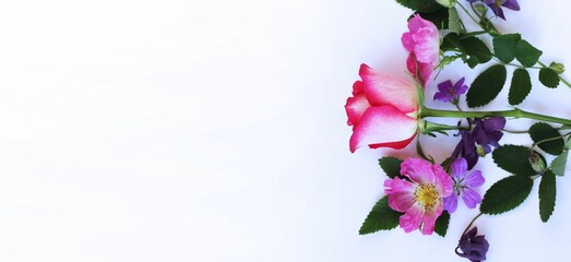 A delicate bouquet with a rose in pastel colors on a white background. Background for greetings, invitations, and postcards.