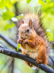 The squirrel with nut sits on tree in the autumn. Eurasian red squirrel, Sciurus vulgaris.