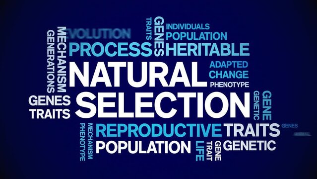 Natural Selection animated tag word cloud;text design animation kinetic typography seamless loop.