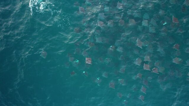 Large school of Devil fish (Mobula mobular) in dark blue ocean water - Aerial view