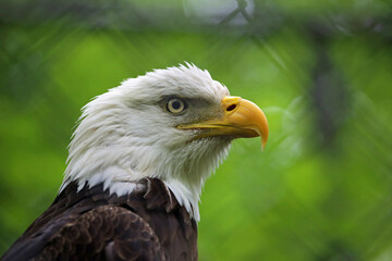 Bald Eagle in profile - West Virginia State Wildlife Center