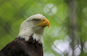 Bald Eagle portrait - West Virginia State Wildlife Center