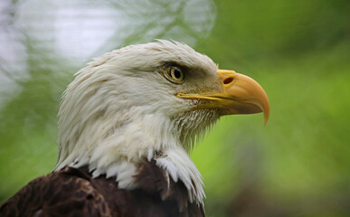 Fototapeta premium Bald Eagle close up - West Virginia State Wildlife Center