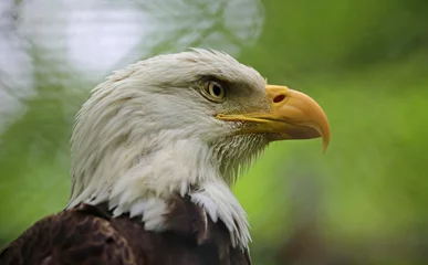 Foto op Plexiglas Bald Eagle close up - West Virginia State Wildlife Center © jerzy