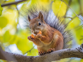 The squirrel sits on tree with carrot in the autumn. Eurasian red squirrel, Sciurus vulgaris.