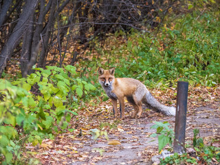 The red fox Vulpes vulpes walks along a path in the forest.