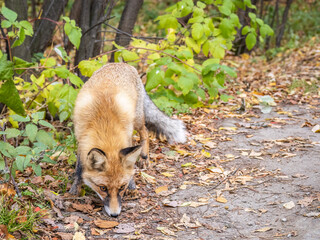 Naklejka na ściany i meble The red fox Vulpes vulpes walks along a path in the forest.