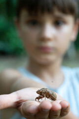 exoesqueleto de uma cigarra na mão de um menino, desfocado ao fundo