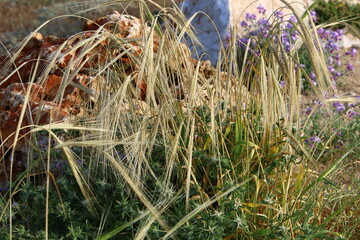 Field spikelets natural dried flowers 80 centimeters high.