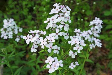 White phlox flowers