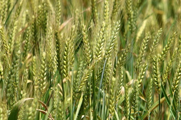 Field spikelets natural dried flowers 80 centimeters high.