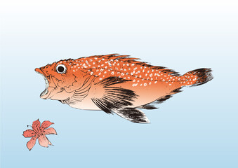 scorpion fish, カサゴ,笠子,,食材,食べ物,シーフード,居酒屋,飲食,飲食店,刺身,寿司,魚料理, food, seafood, eating and drinking, restaurants,浮世絵,錦絵,日本画,