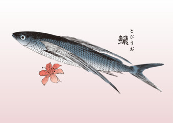 flying fish, food, seafood, eating and drinking, restaurants,とびうお,トビウオ, 飛魚, 浮世絵,錦絵,日本画,食材,食べ物,シーフード,居酒屋,飲食,飲食店,刺身,寿司,魚料理