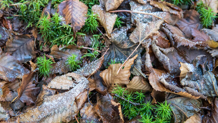 苔と落ち葉の晩秋のイメージ素材